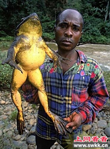 最大巨型青蛙 非洲巨型青蛙成年后重可达3公斤1米长