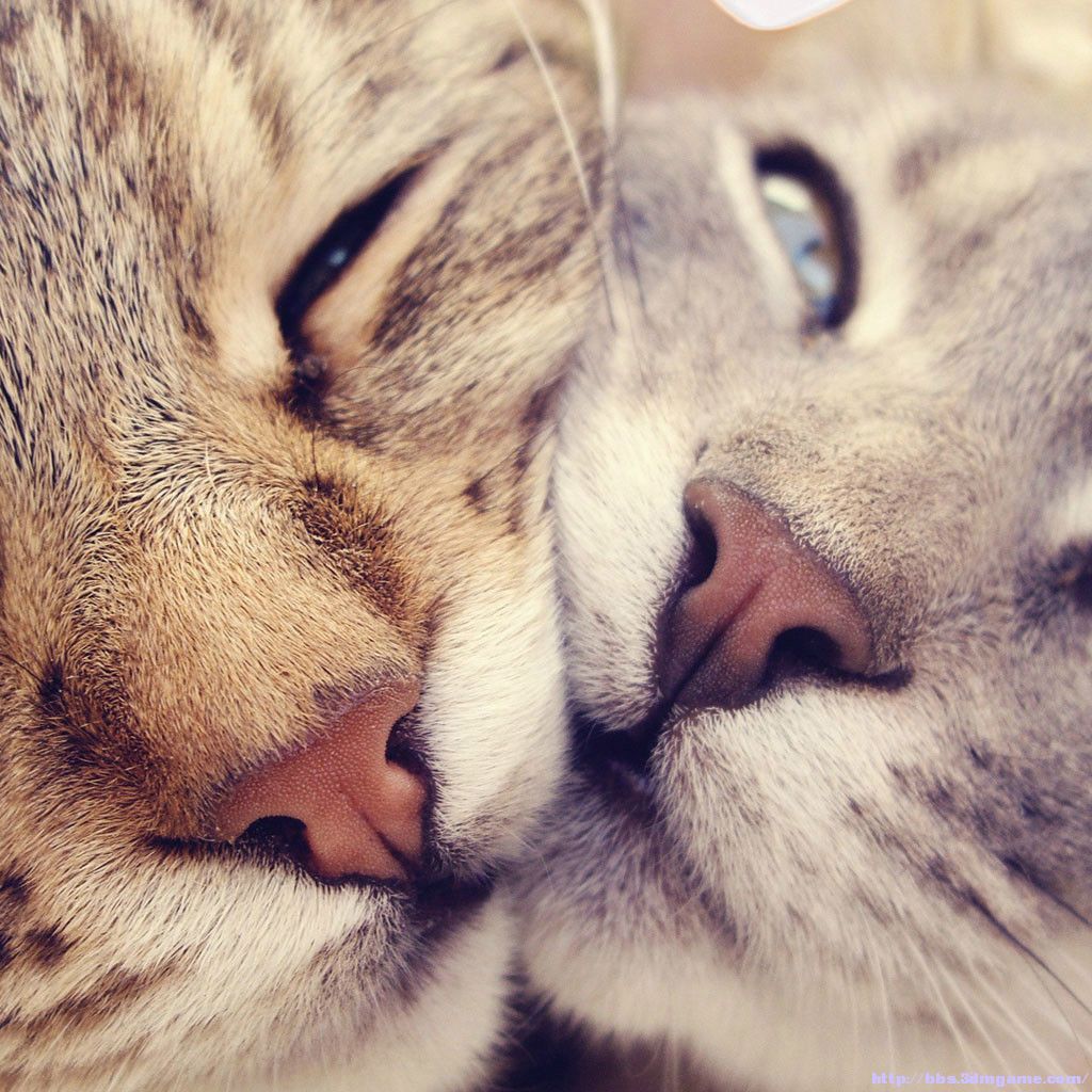 申请【真· 傲娇勋章】