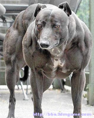 充满肌肉的狼人