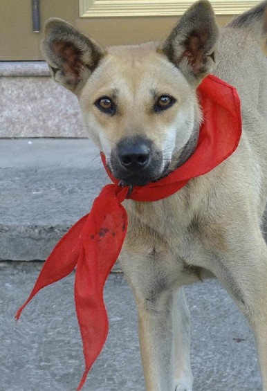 戴红领巾的狗表情包图片