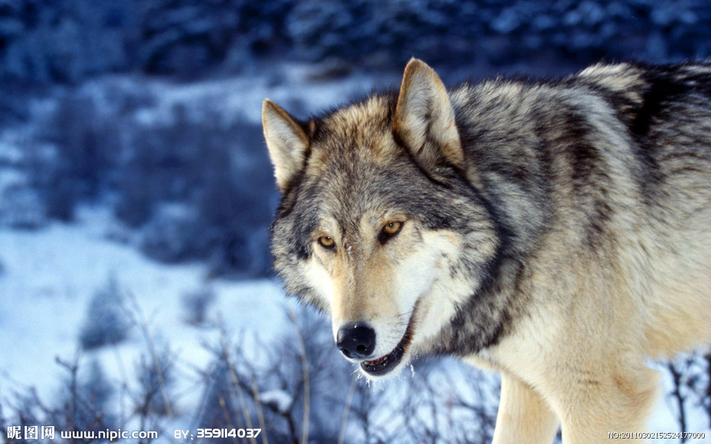 true wolves of skyrim 真正的天际之狼,2k,感觉这个狼材质不错