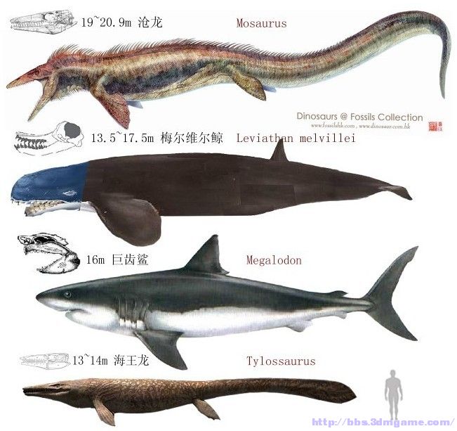 远古时期沧龙到底有多大,沧龙惧怕的天敌以及奇怪的史前鲨鱼