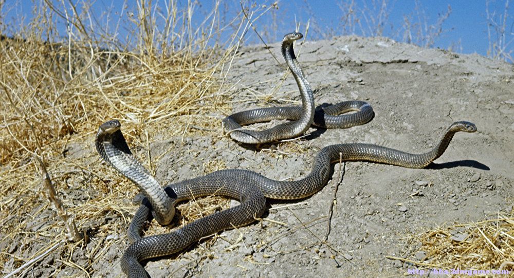 蛇出来遛弯晒太阳(资料图)