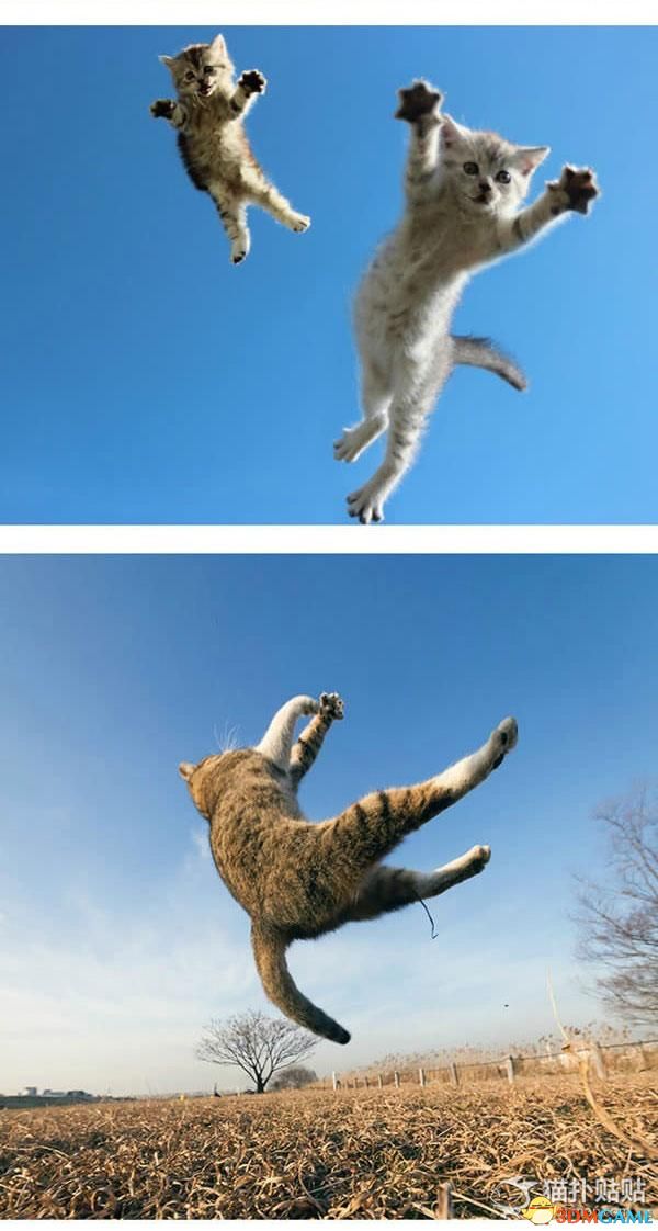 有大量图片证明:猫是会飞的!