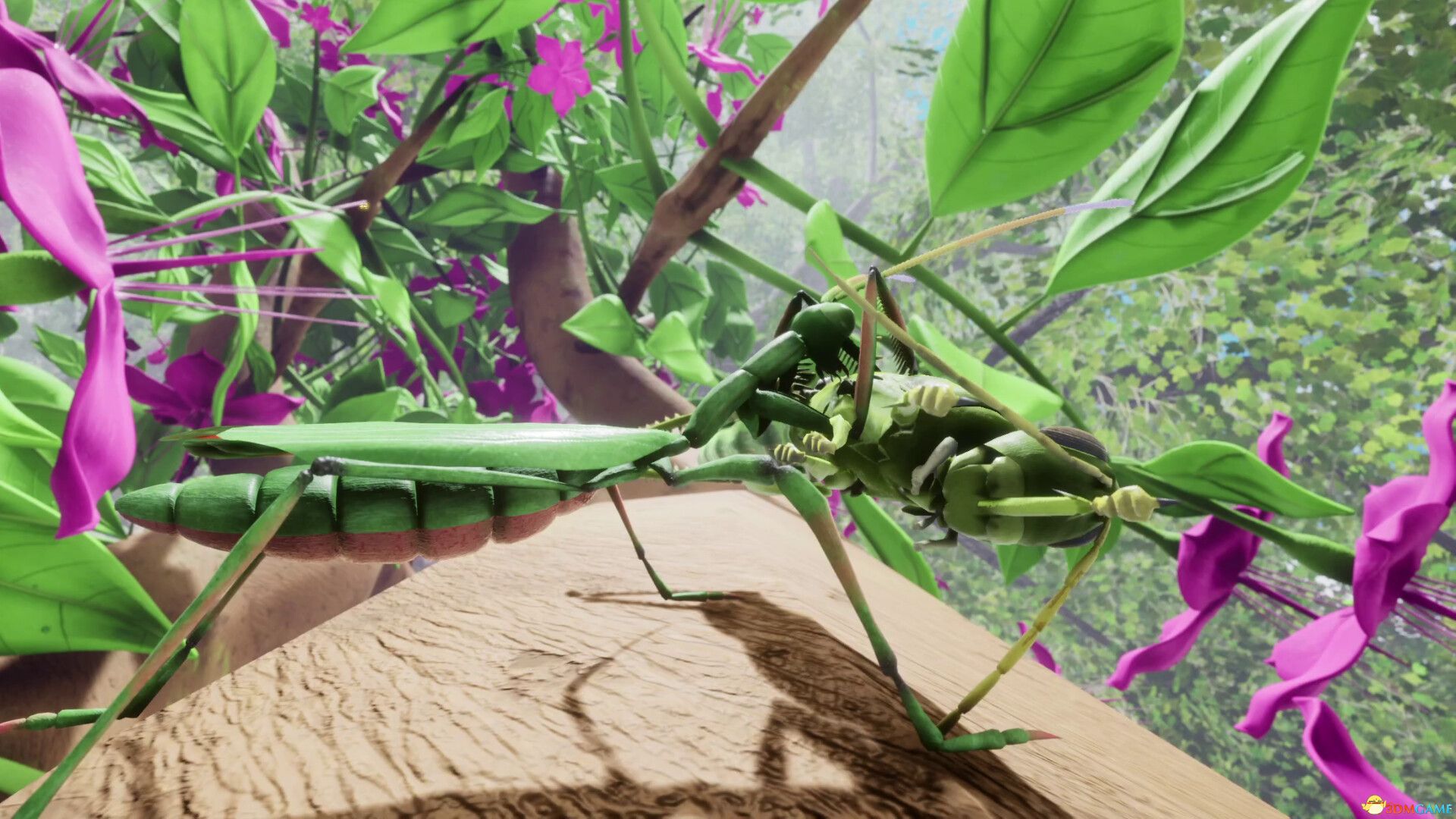 自然与生命:沉醉于花蜜(Nature Life - Drunk On Nectar)集成孔雀跳蛛DLC |解压即玩|